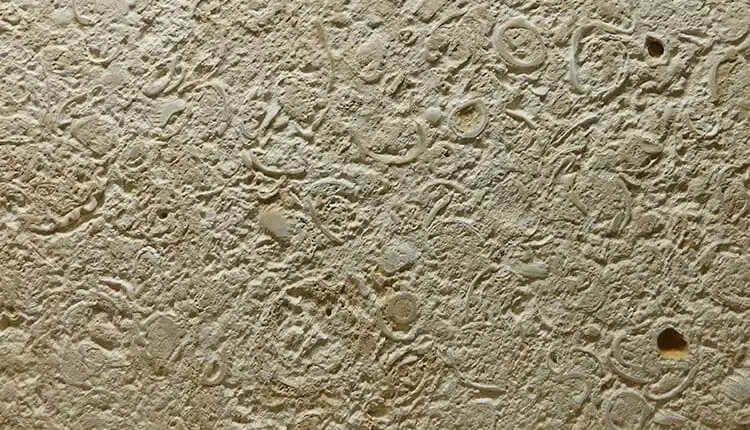 antique_fossil_limestone